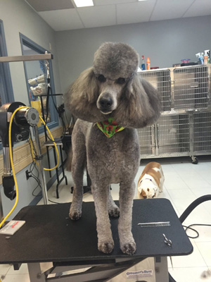 groomed dog