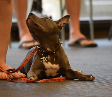 puppy looking up